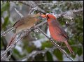 _B213181 northern cardinal pair